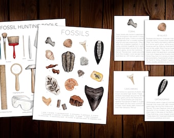 Op de afbeelding: Een set educatieve posters over fossielen. De posters bevatten illustraties van verschillende soorten fossielen, waaronder koraal, tweekleppigen, haaientanden en orthoceras. De posters bevatten ook beschrijvingen van elk type fossiel en informatie over waar ze te vinden zijn.