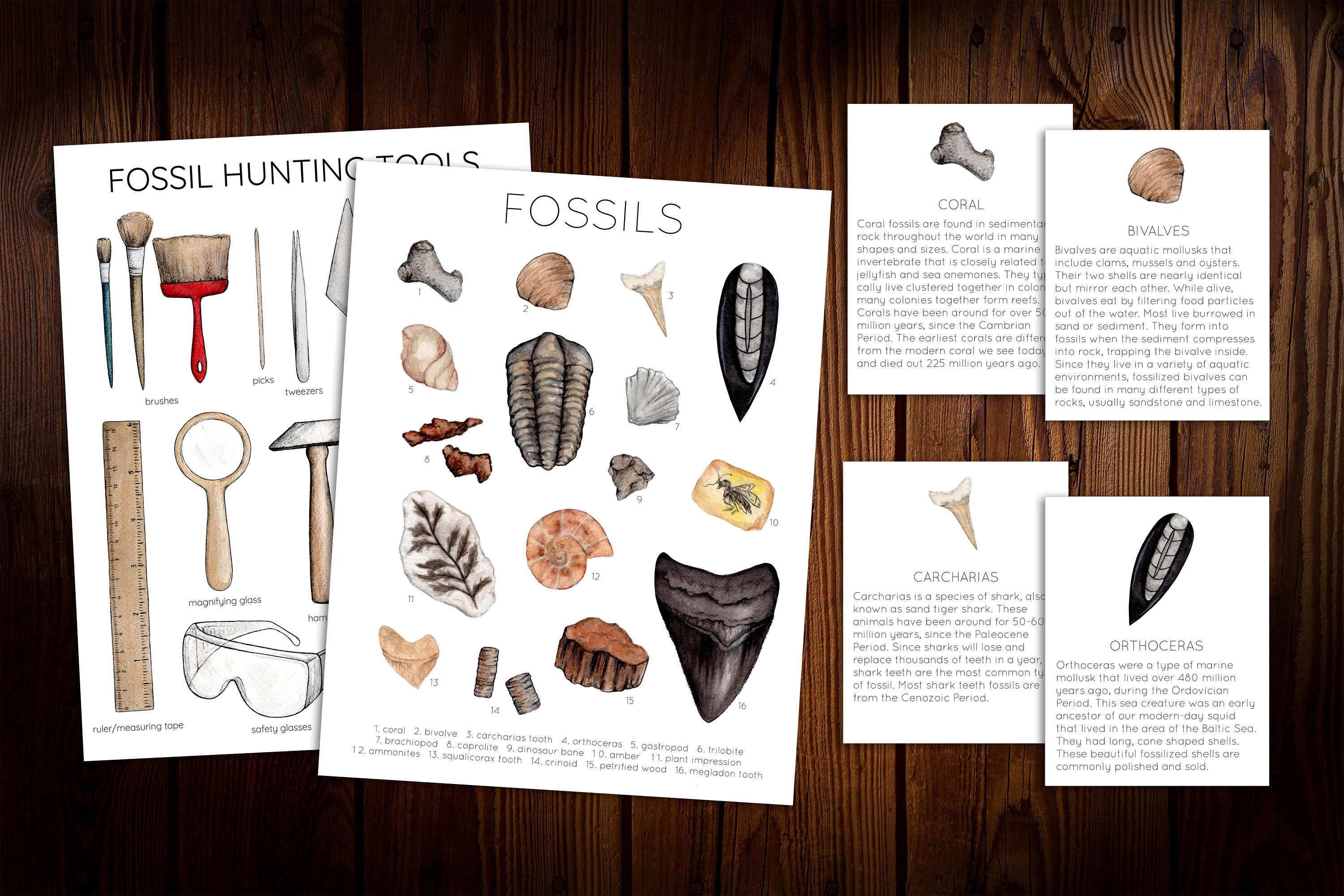 Fossil Mini Nature Study - Etsy