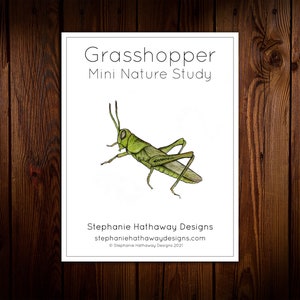 Grasshopper Mini Nature Study