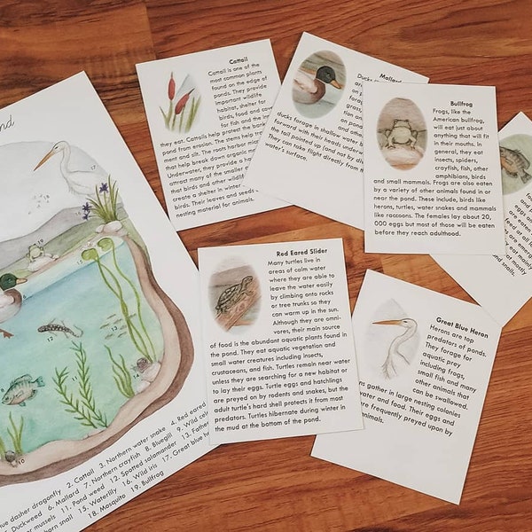 Pond Ecosystem Poster and Info Cards