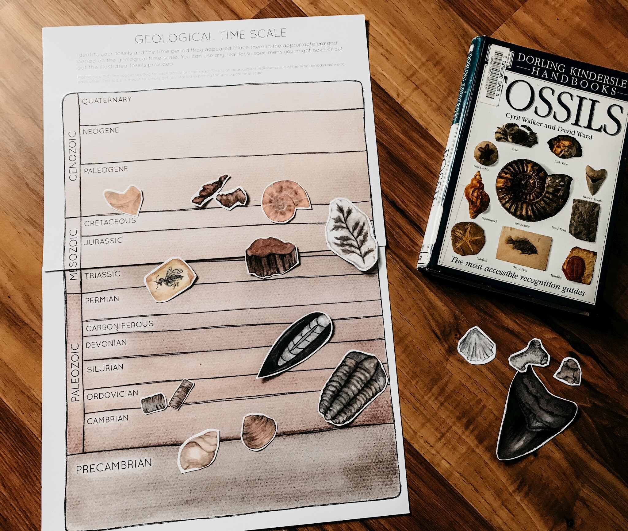 Fossils Exploration Unit Study - Etsy