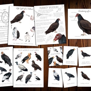 Vulture Unit Study