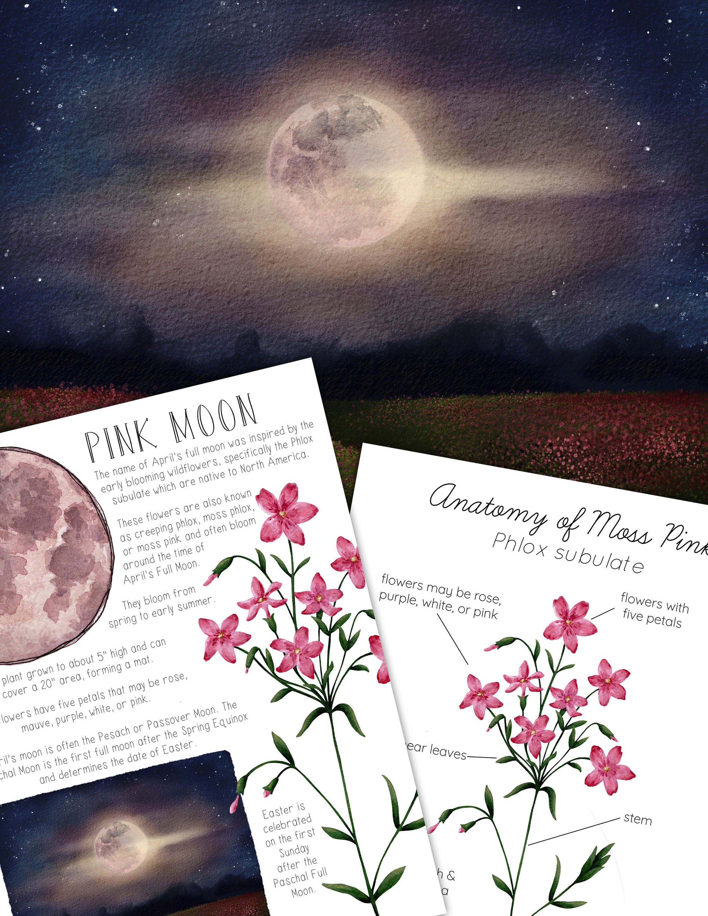 Pink Moon Mini Nature Study - Etsy