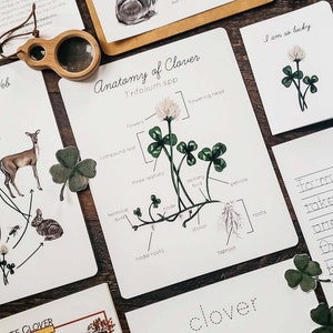 White Clover Mini Nature Study - Etsy