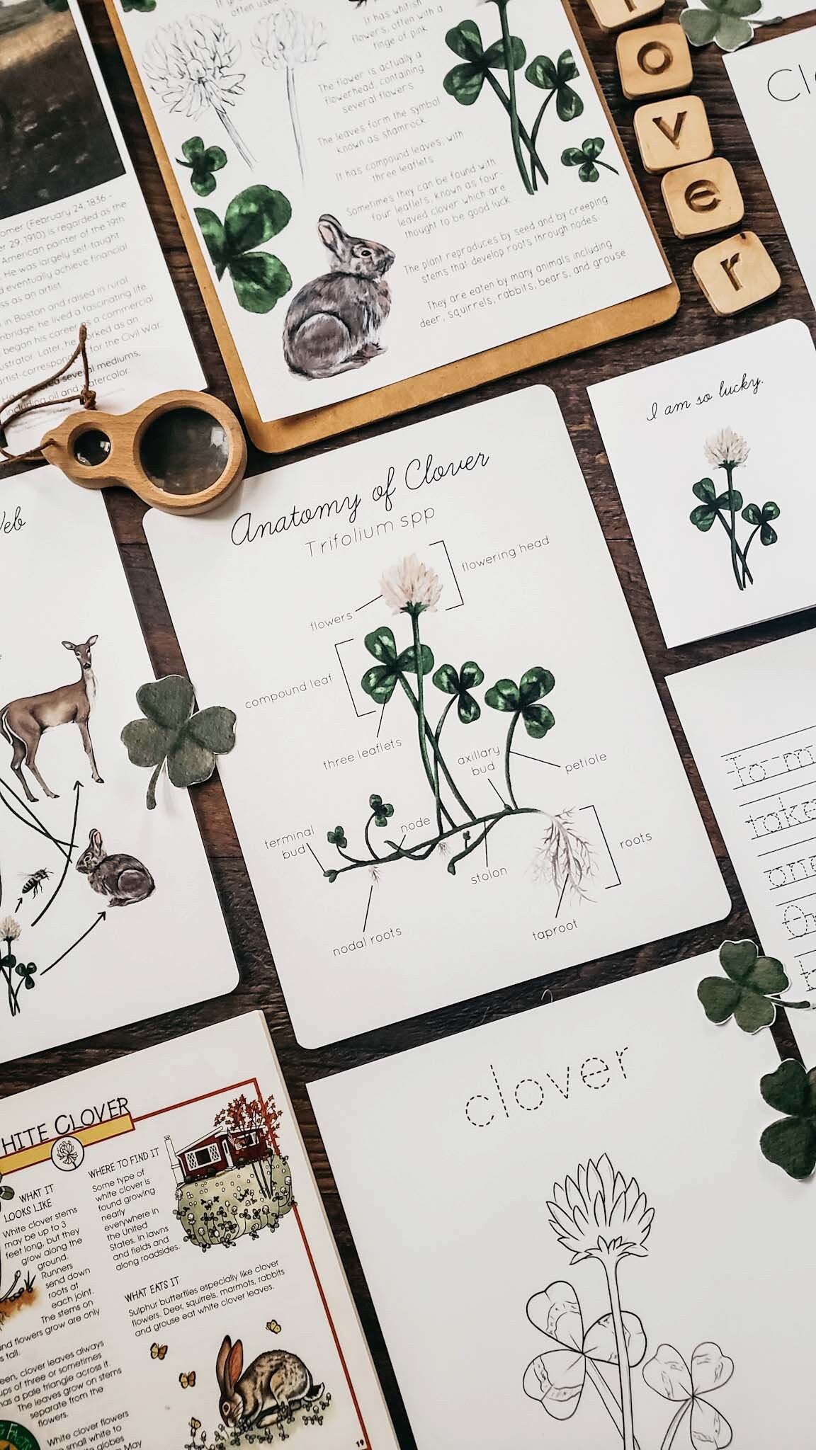 White Clover Mini Nature Study - Etsy