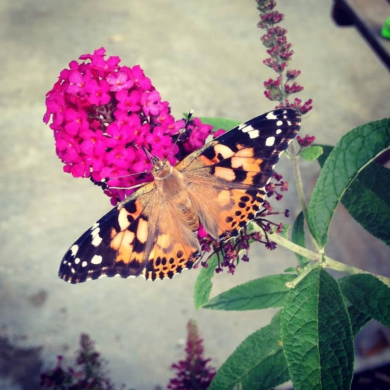 May include: A butterfly with orange, black, and white wings sits on a pink flower. The flower is part of a bush with green leaves.