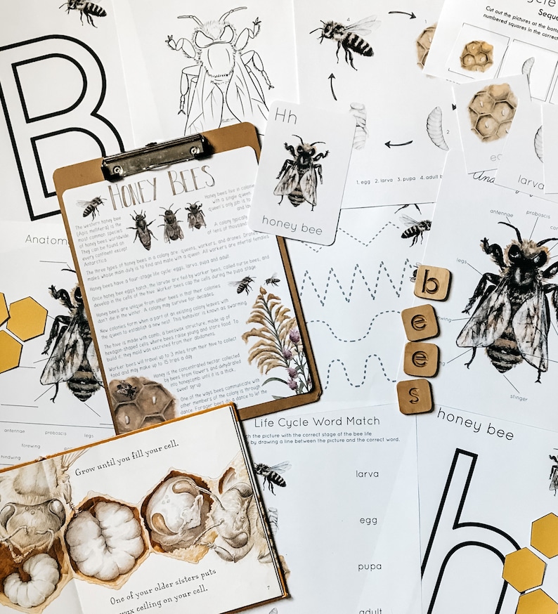 Honey Bee Mini Nature Study - Etsy