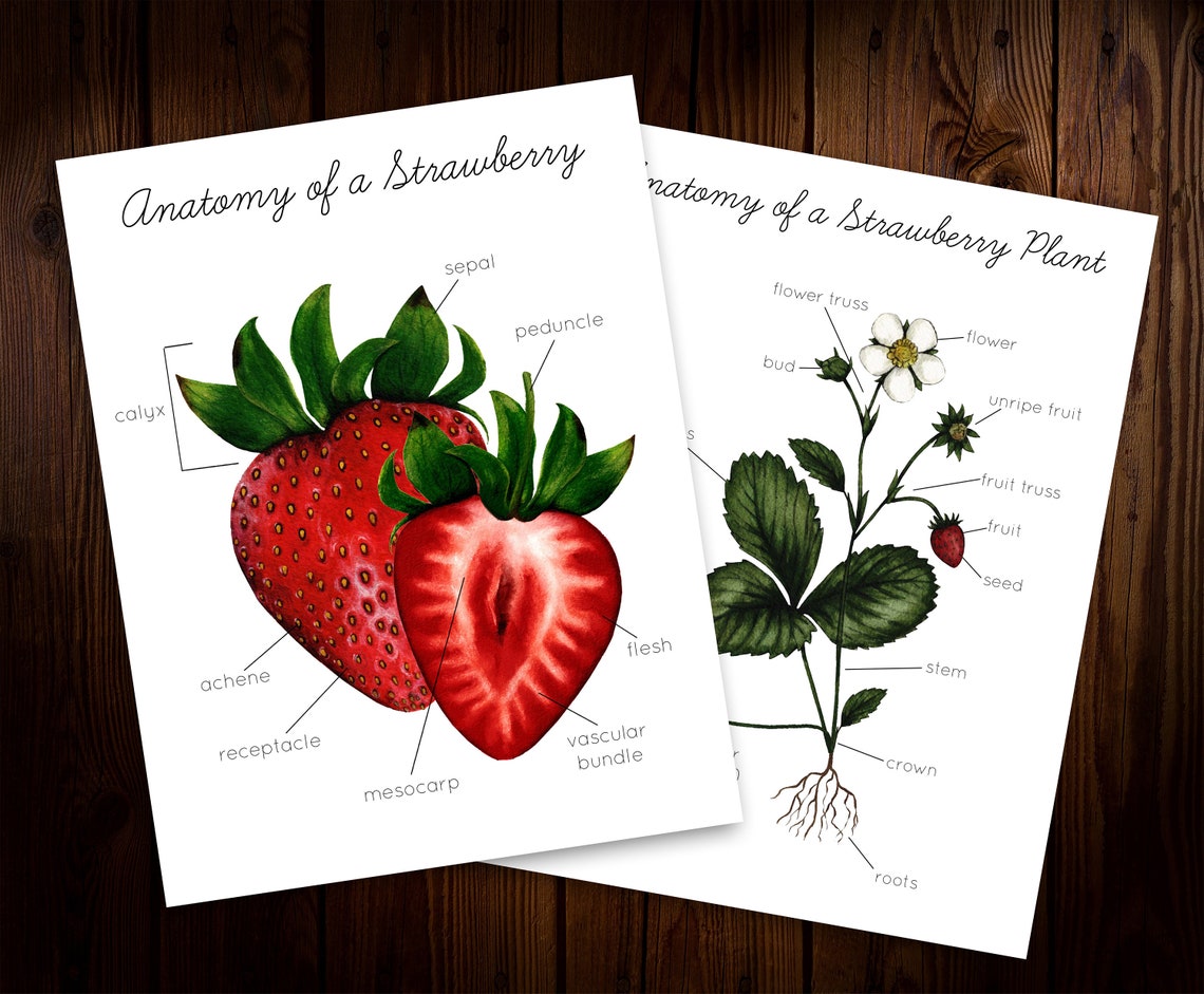 Strawberry Mini Nature Study - Etsy