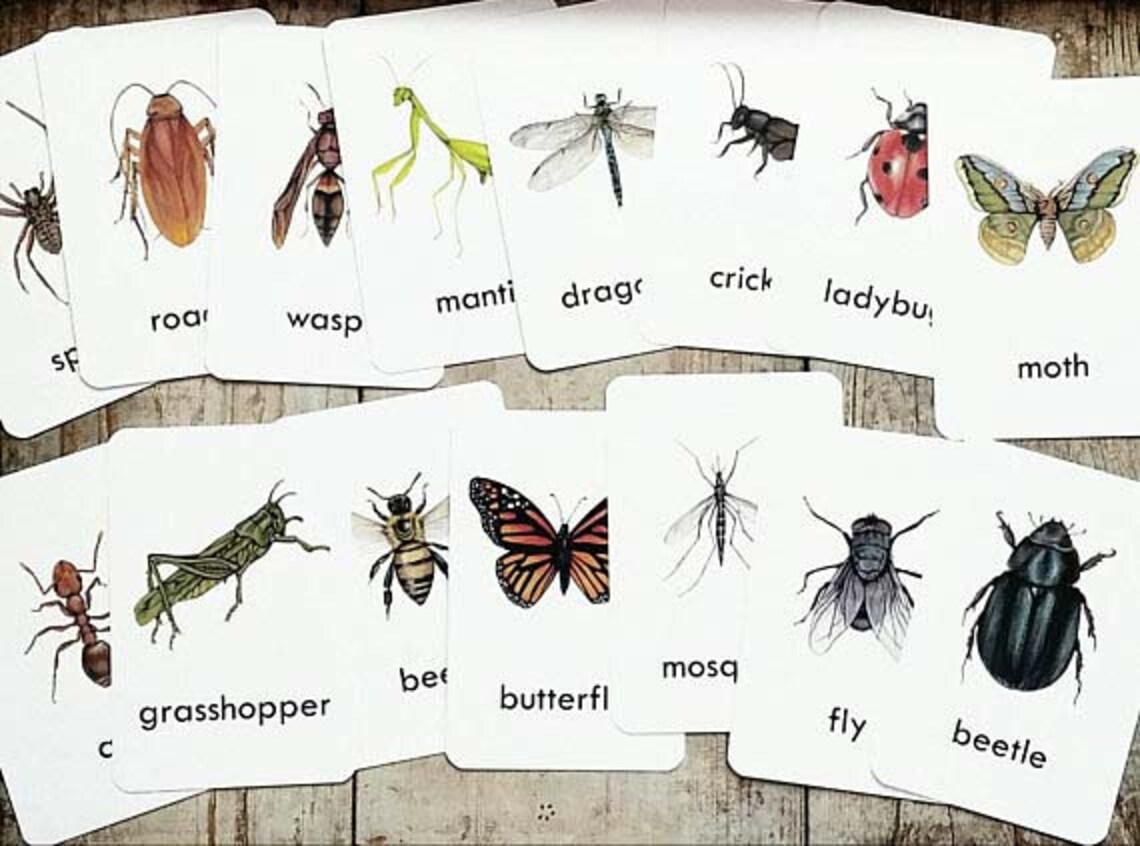 Bug Flash Cards Set of 15 Homeschool Educational Classroom - Etsy