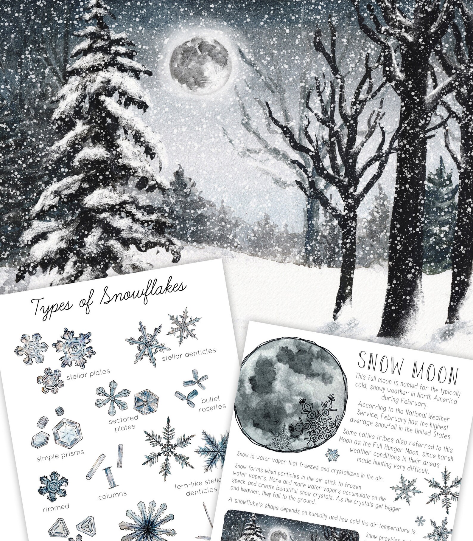 Snow Moon Mini Nature Study - Etsy