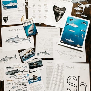 Sharks Unit Study image 9