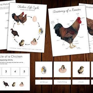 Peut inclure: Un ensemble de feuilles de travail imprimables pour enseigner aux enfants le cycle de vie d'un poulet. L'ensemble comprend une activité de correspondance de mots, une activité de séquençage et des diagrammes de l'anatomie d'un coq et d'une poule.