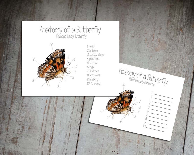 May include: A printable worksheet for learning about the anatomy of a butterfly. The worksheet features a labeled diagram of a Painted Lady butterfly with the body parts numbered and listed below. The worksheet includes the following body parts: head, antenna, compound eye, proboscis, thorax, legs, abdomen, wing veins, hindwing, and forewing.