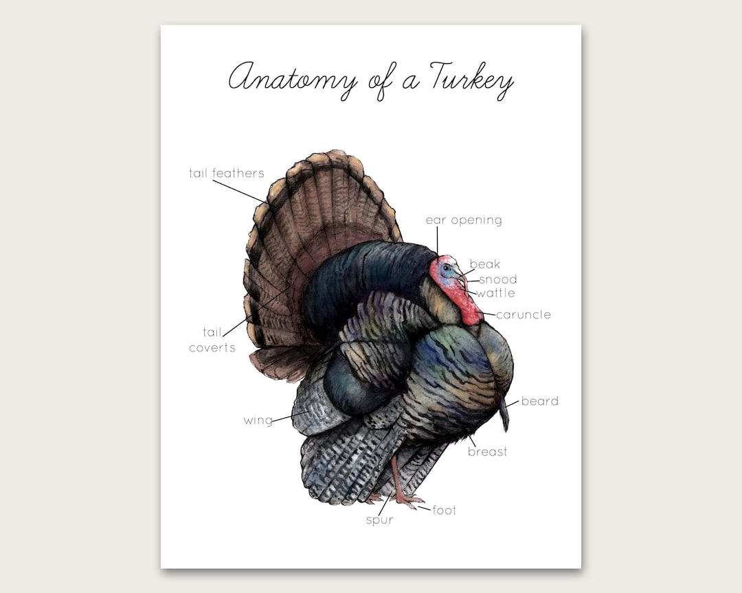Wild Turkey Anatomy Poster/art Print Etsy
