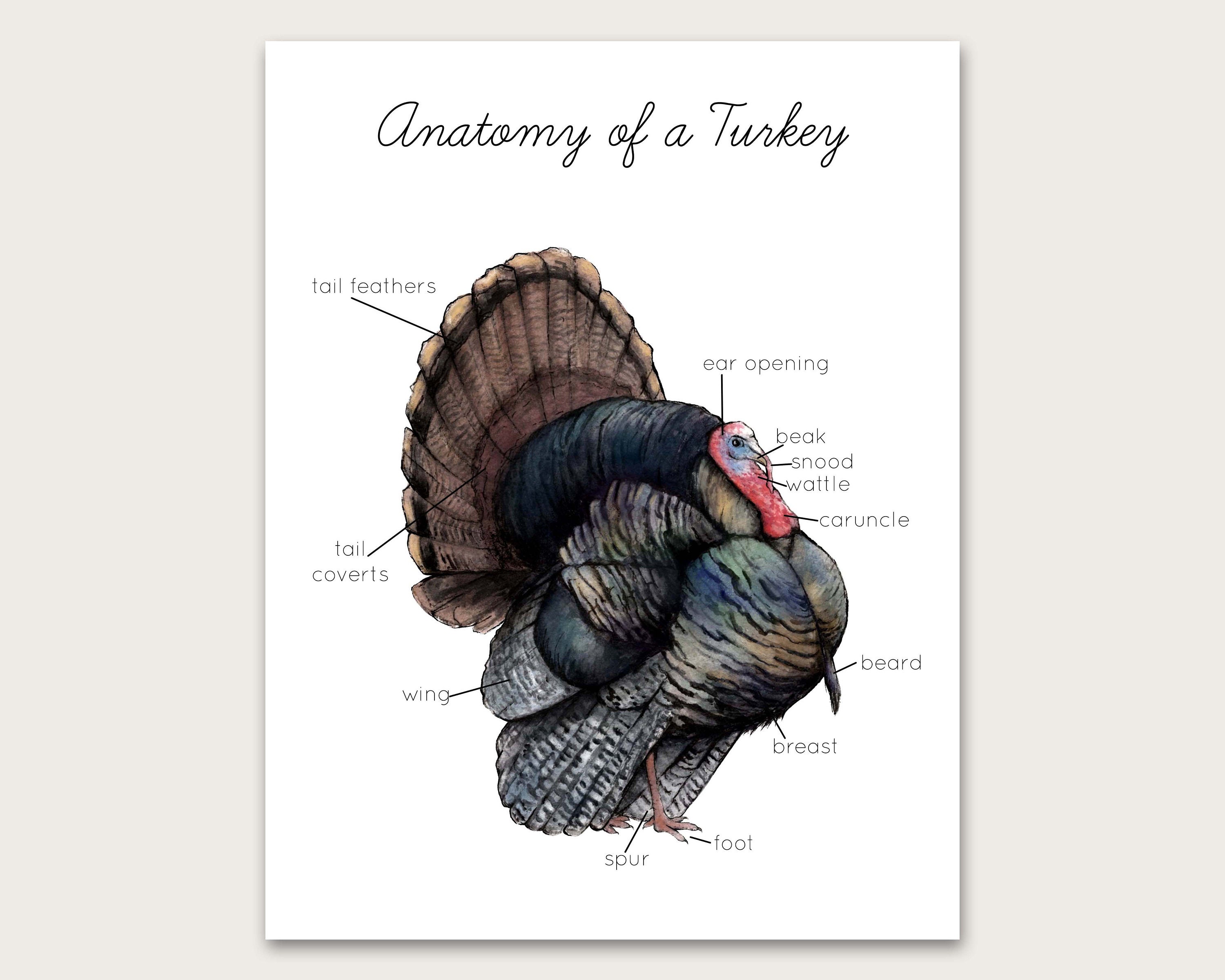 Turkey Anatomy Diagram