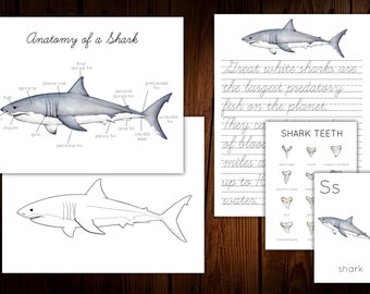 May include: A printable educational worksheet about sharks. The worksheet includes a labeled diagram of a shark's anatomy, a handwriting practice section with the text "Great white sharks are the largest predatory fish on the planet. They can... of blood... miles a... up to... water...", a section on shark teeth, and a letter S worksheet with a picture of a shark.