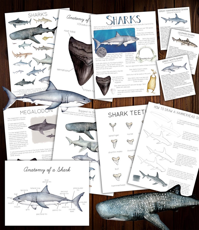 Sharks Unit Study image 1