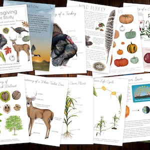 May include: A collection of educational nature study prints featuring illustrations of a wild turkey, deer, pumpkins, corn, and other fall elements. The prints include the text "Thanksgiving Nature Study" and "Anatomy of Eastern Black Walnut".