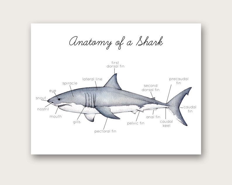 Anatomy of a Shark Poster/art Print - Etsy