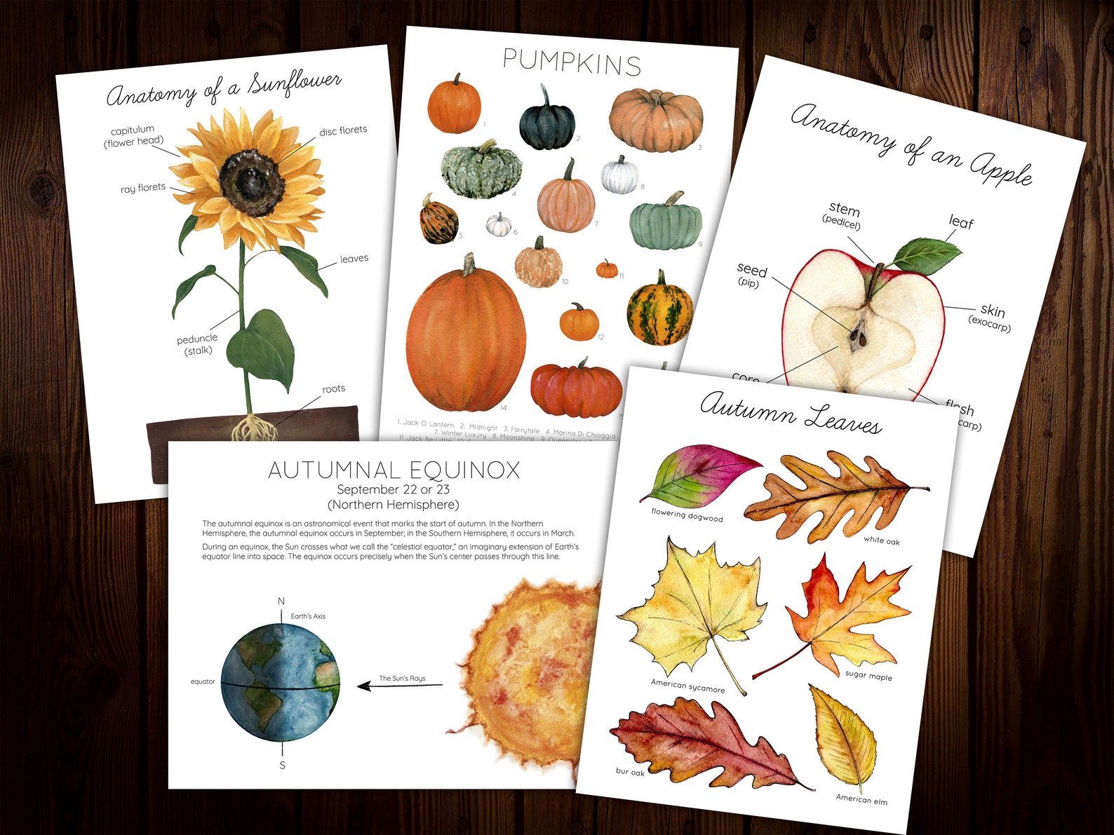 Harvest Moon Mini Nature Study - Etsy