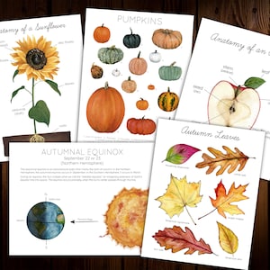 Harvest Moon Mini Nature Study - Etsy