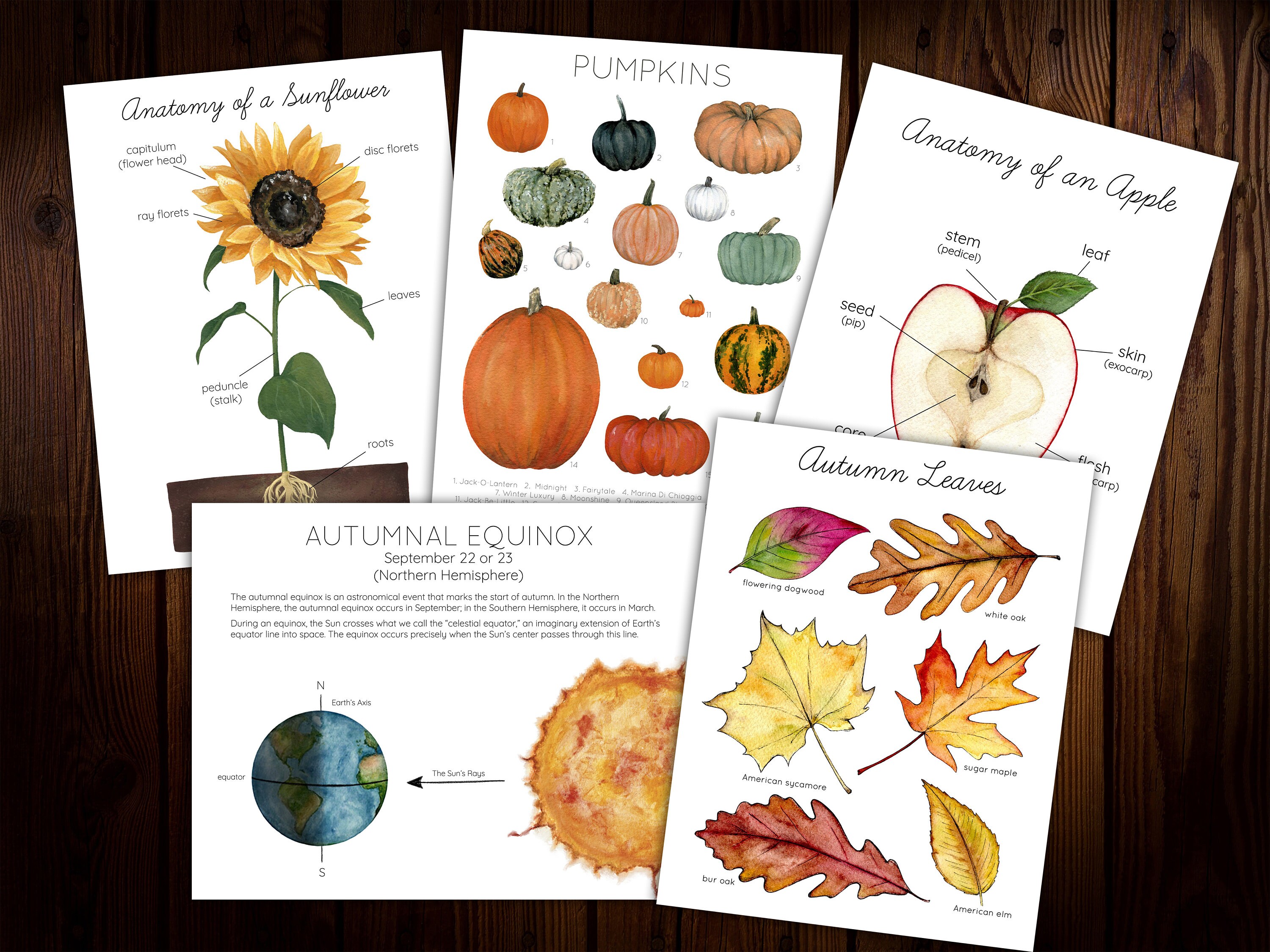 Harvest Moon Mini Nature Study - Etsy
