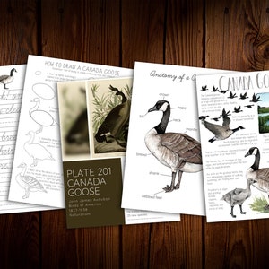May include: A printable educational worksheet about Canada geese. The worksheet includes a drawing guide, an anatomy diagram, and facts about the bird. The text includes the phrase "Honk! honk!" and "On gusty breeze the seas, their cohorts fare."
