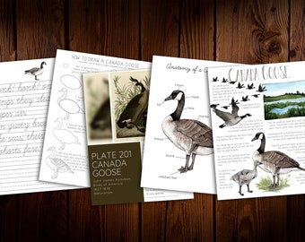 Canada Goose Mini Nature Study