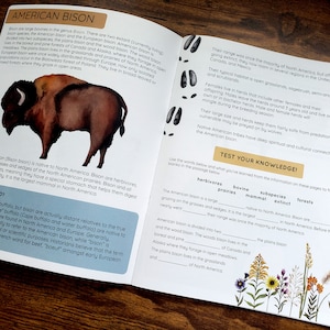 May include: An open book with text and illustrations about the American bison. The left page features a watercolor illustration of a bison and text about its habitat and diet. The right page has text about the bison's range and behavior.