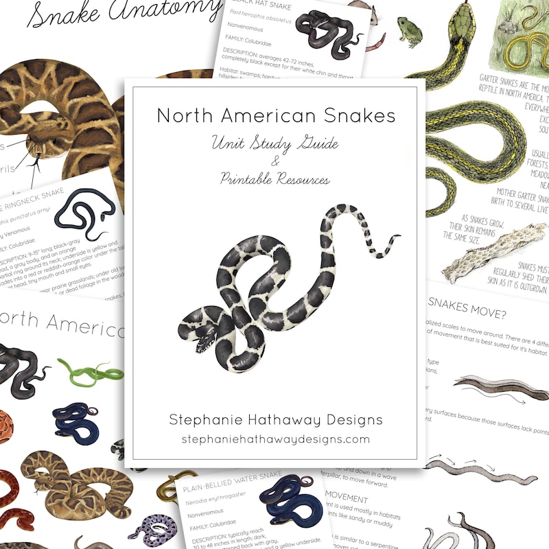 The Classrooms Snake - Etsy