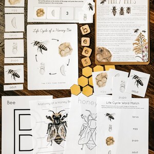 Honey Bee Mini Nature Study | Etsy