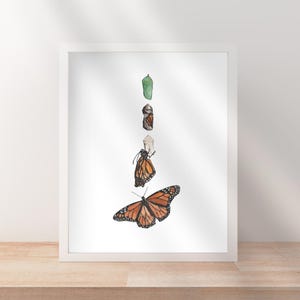 Lámina artística Metamorfosis de la mariposa monarca