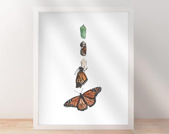 Monarch Butterfly Metamorphosis Art Print