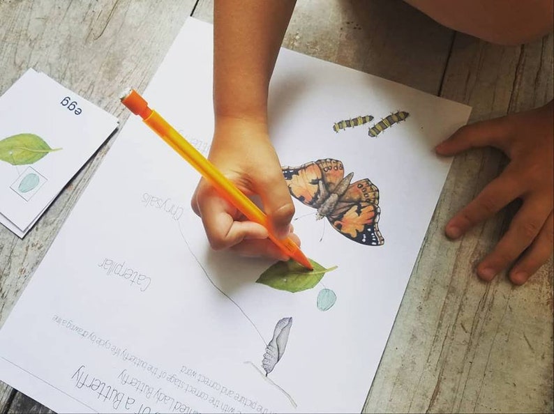 May include: A child's worksheet with a butterfly life cycle diagram. The diagram shows the stages of a butterfly's life: egg, caterpillar, chrysalis, and butterfly. The child is drawing a line from the egg to the caterpillar.