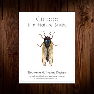 Cicada Mini Nature Study