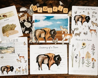 May include: A set of educational printable cards about the prairie ecosystem. The cards feature illustrations of animals, plants, and a bison anatomy diagram. The text on the cards includes "Animals of the Prairie", "Plants of the Prairie", and "Anatomy of a Bison".