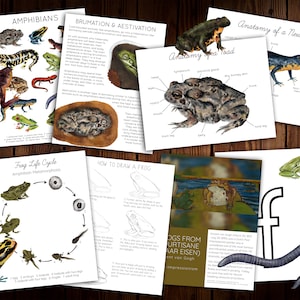 Amphibian Unit Study
