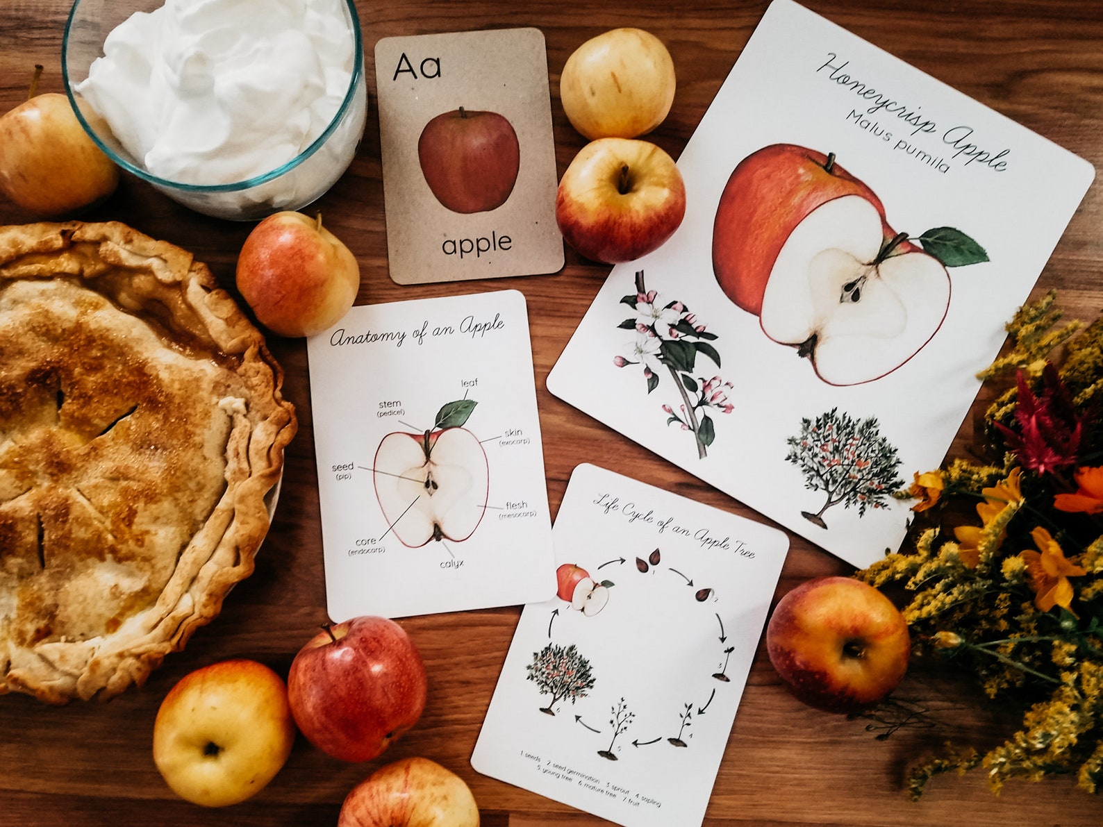 Apple Unit Study Bundle - Etsy