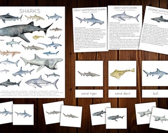 May include: A colorful educational chart featuring illustrations of different shark species, including the great hammerhead, great white, and oceanic whitetip sharks. The chart also includes a matching game with images of sand tiger, sand devil, and bull sharks.
