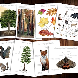 gemäßigter Wald Einheitsstudie