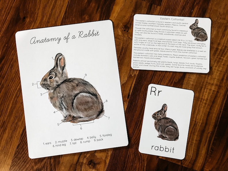 Cottontail Rabbit Card Eastern Cottontail Mini Study - Etsy