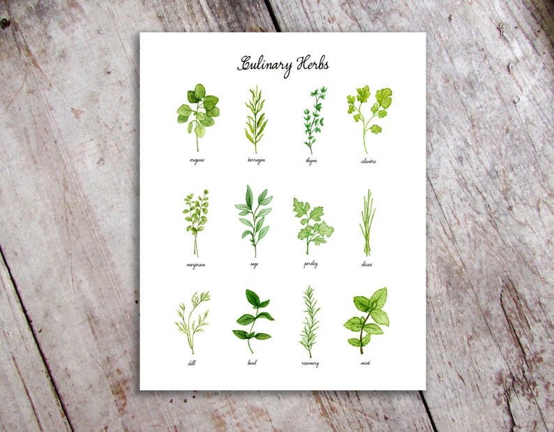 Culinary Herbs Watercolor Illustration Art Print 4x6 5x7 8x10 | Etsy