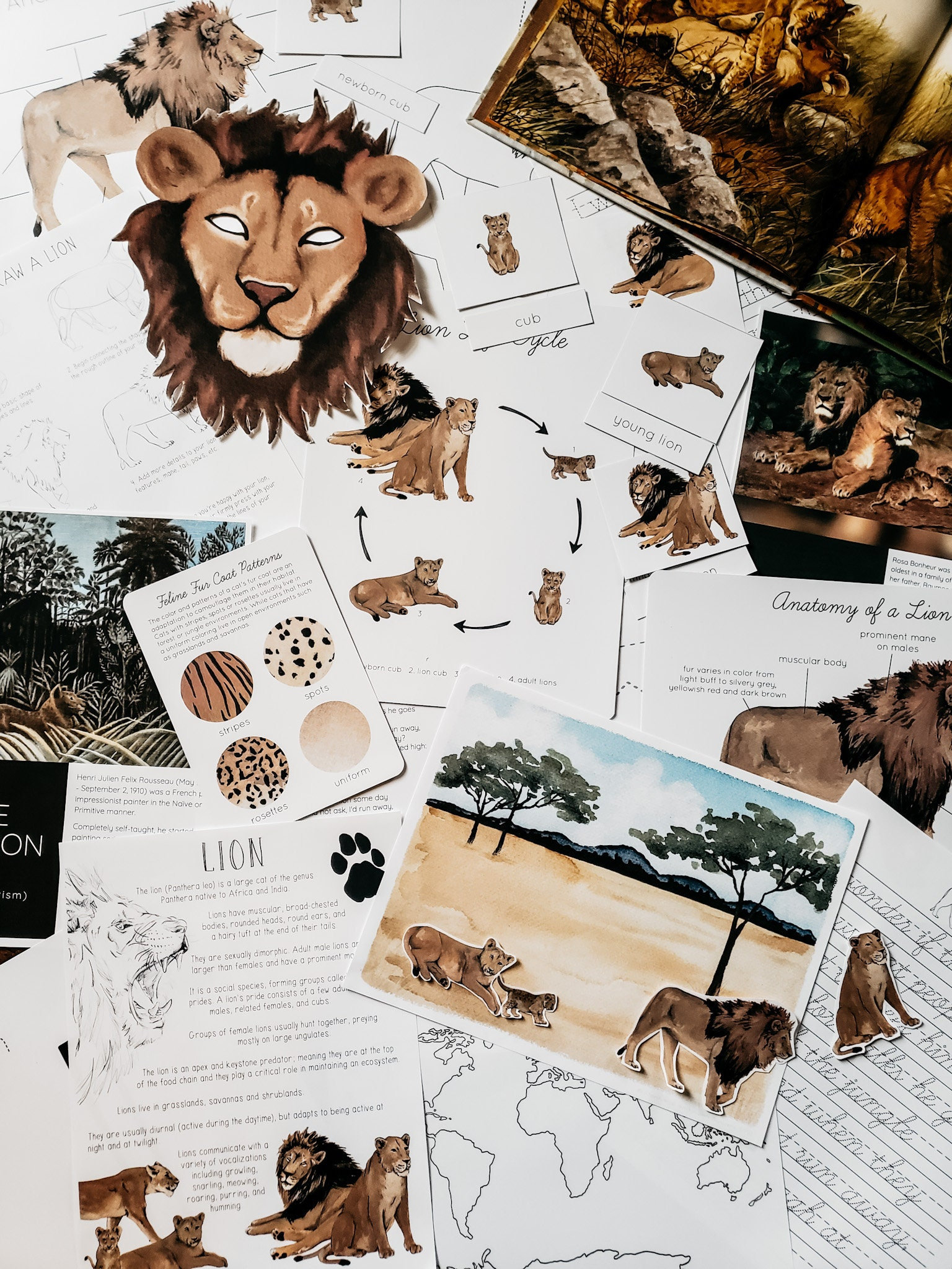 Lion Mini Nature Study