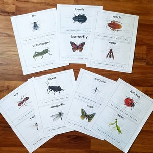 Bug Preschool/Early Education Bundle image 7