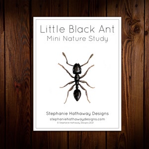 Ant Mini Nature Study - Etsy