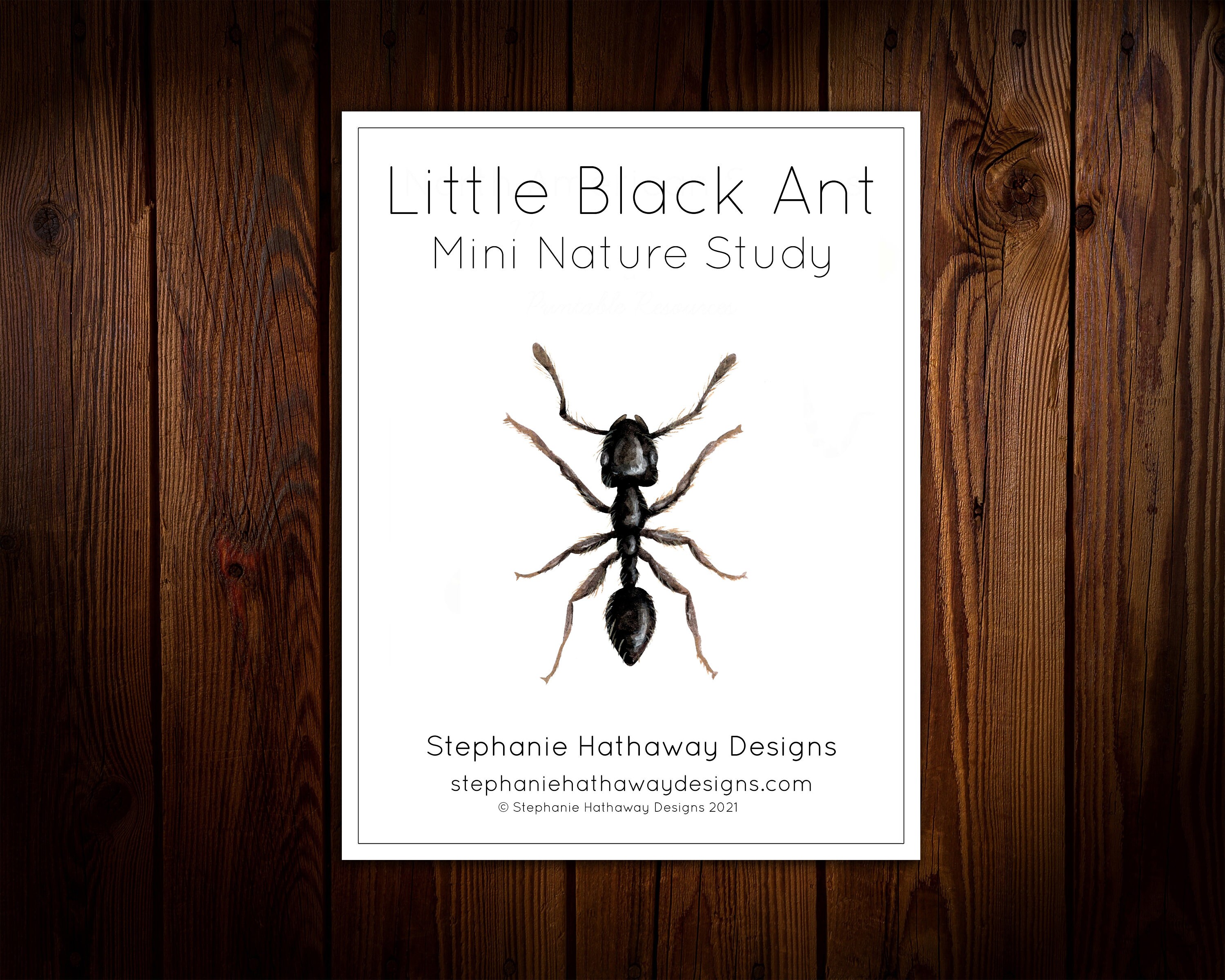 Ant Mini Nature Study - Etsy