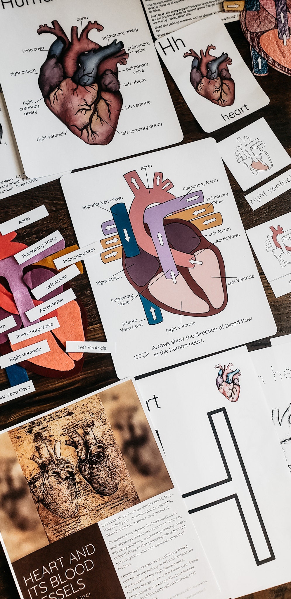 Human Heart Mini Study - Etsy