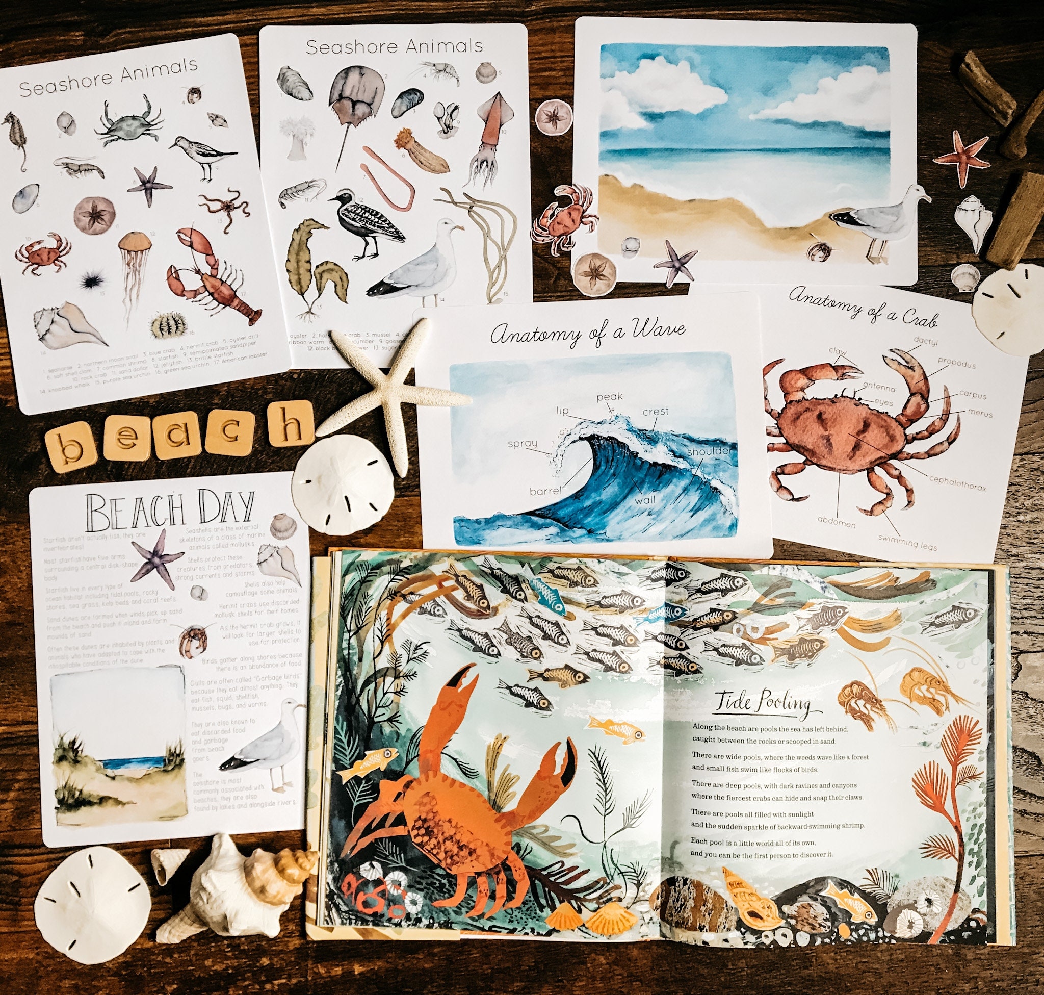 Beach Unit Study - Etsy