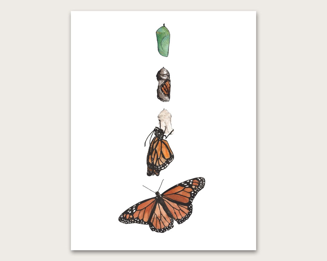 Monarch Butterfly Metamorphosis Art Print - Etsy