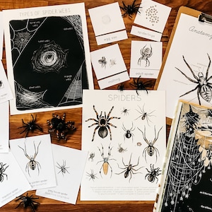 Scientists Draw New Spider Web Family Tree, NOVA